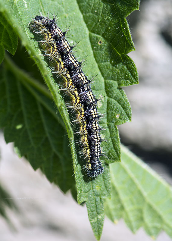 Bruco da id - Aglais urticae, Nymphalidae